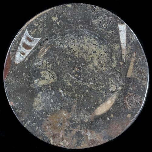 Fossil Orthoceras & Goniatite Plate - Stoneware #37548